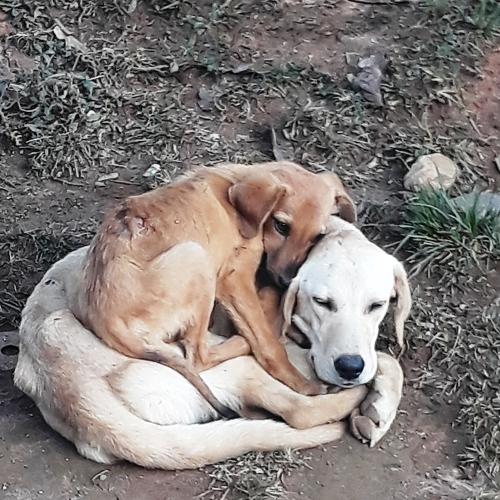 Photo #4526534