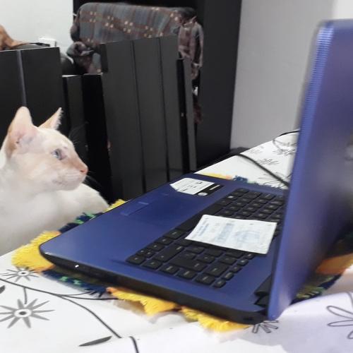 Photo #4526535