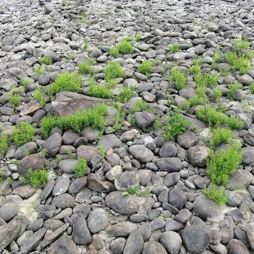 Photo #4527479