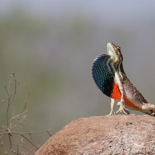 Fan Throated Lizards