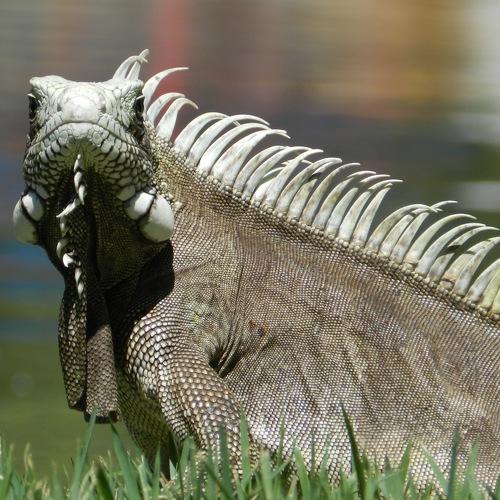 Photo #4527641