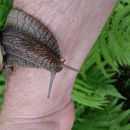 Helix