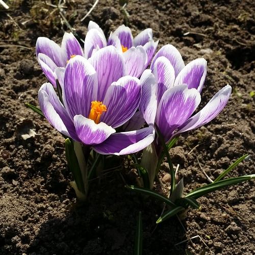 Crocus