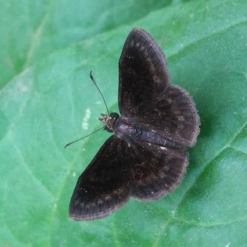 black butterfly