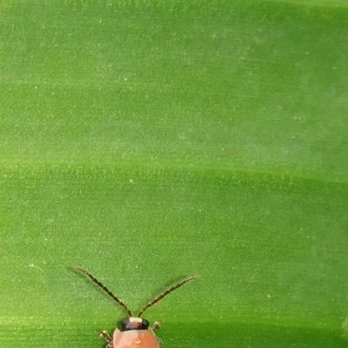 Photo #4528831