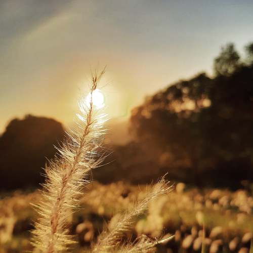 Photo #4528987