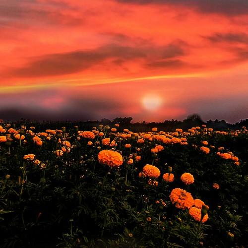 Photo #4529186