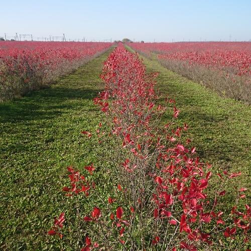 Photo #4529775