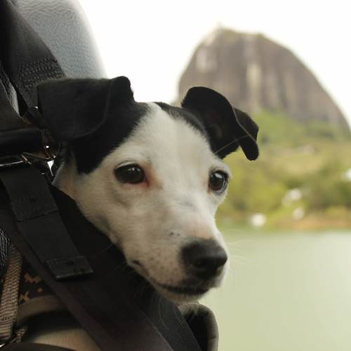 Photo #4530018