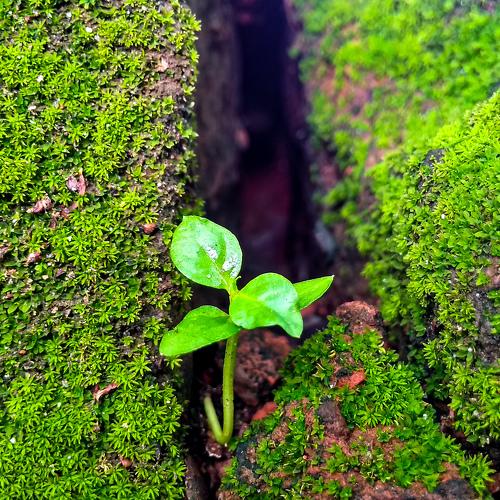 Tiny Life