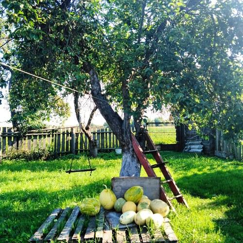 Утро в деревне
