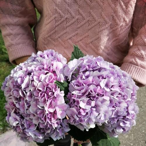 Photo #4530582