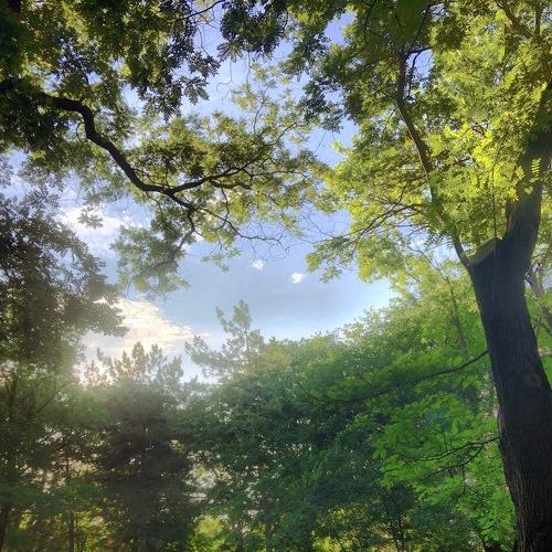 Сияние парка / Radiance of the Park