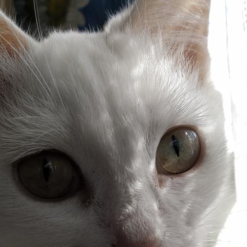 Photo #4531974