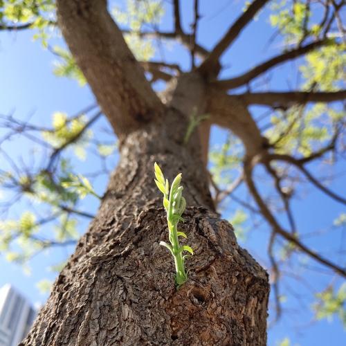 New leaf on the tree
