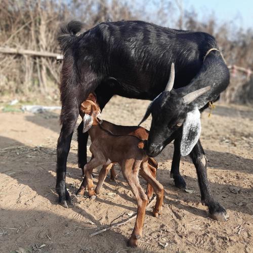 Mothers Love