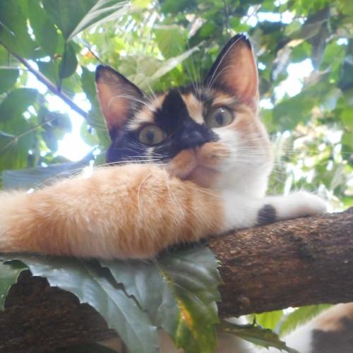Photo #4532958