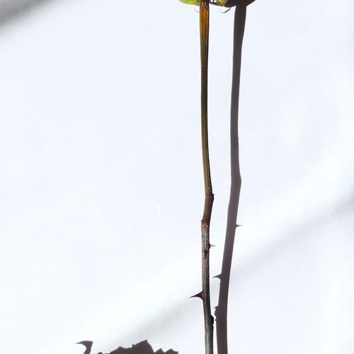 Photo #4533080