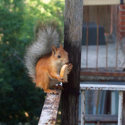 Photo #4533249