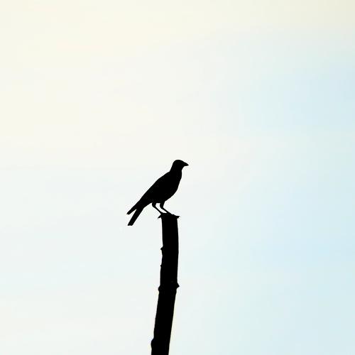 Photo #4533296