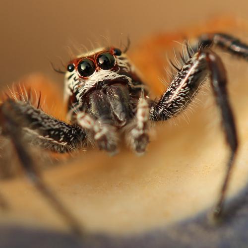 Photo #4533565
