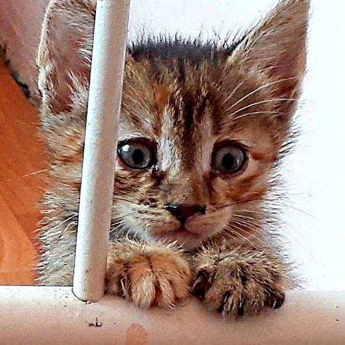 Photo #4534055