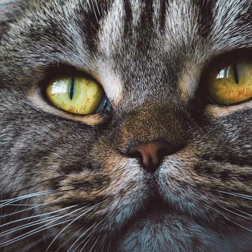 Photo #4534219