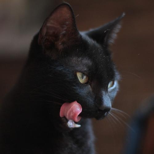 Photo #4534587