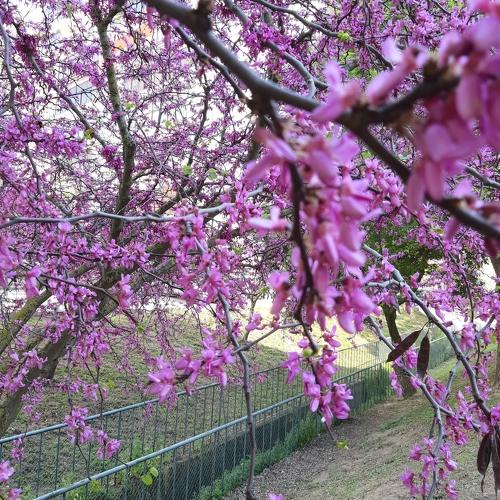 Cerejeira em flor