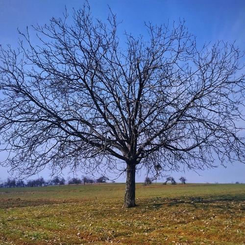 Photo #4535029