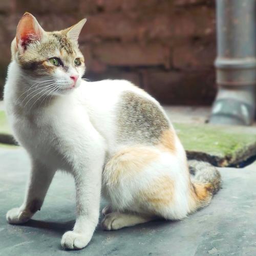 Photo #4535598