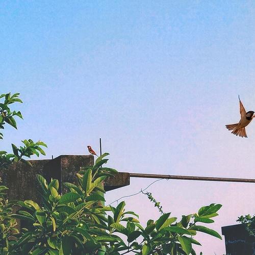 Flight of freedom