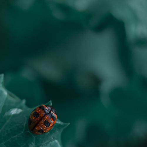 Coccinella transversoguttata