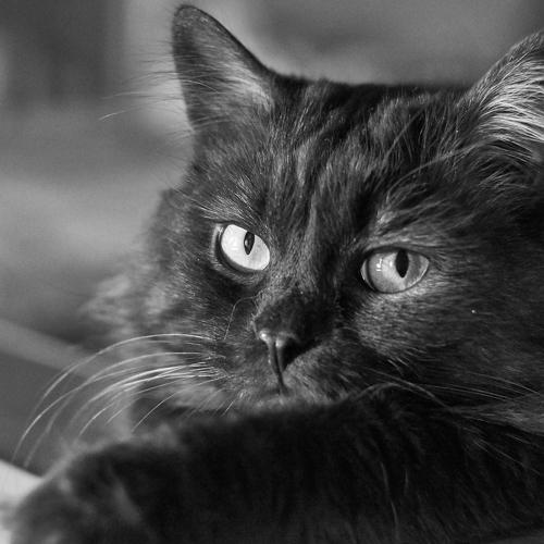 Photo #4536593