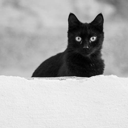 Photo #4537154