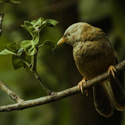 Photo #4537379