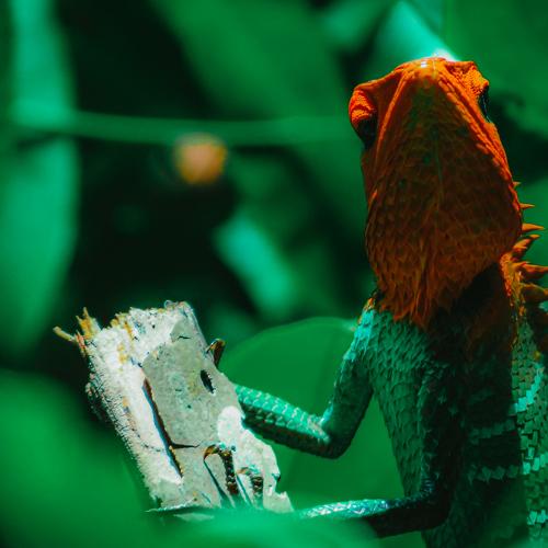 Photo #4537380