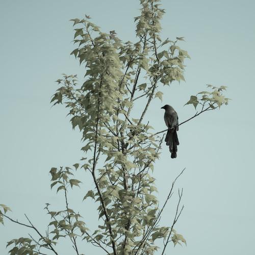 Photo #4537875