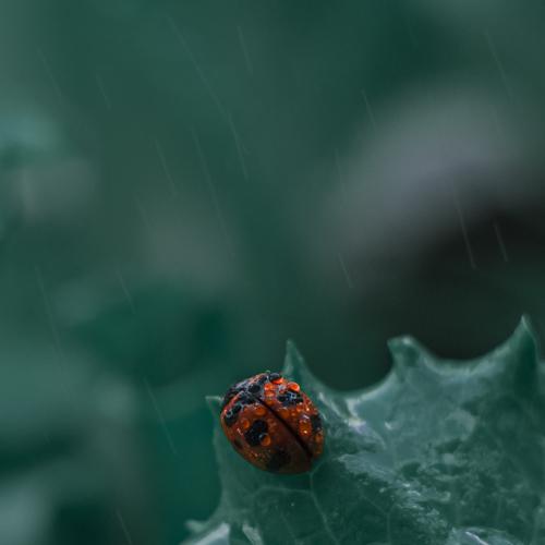 Coccinella transversoguttata 2