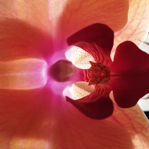 Photo #4539706