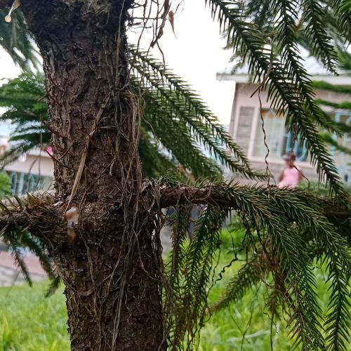 Photo #4541265