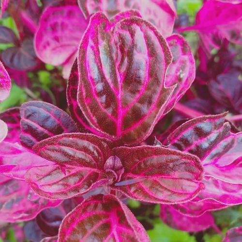 Photo #4541271