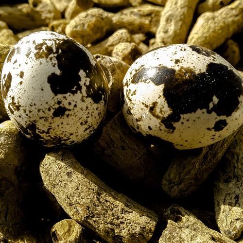 Photo #4542021