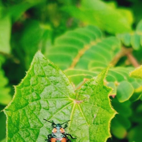 Photo #4545012