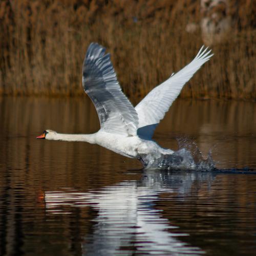 Photo #4545937