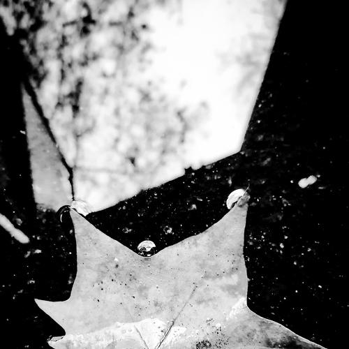 Photo #4546036