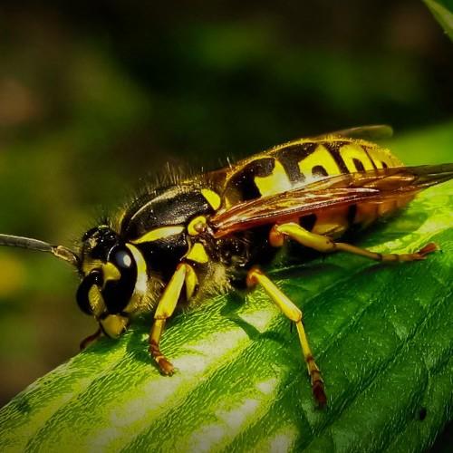 Photo #4546188