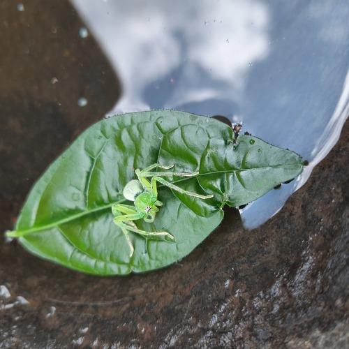 Green Spider Rescue