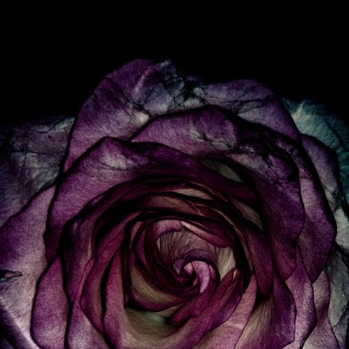 Photo #4548597