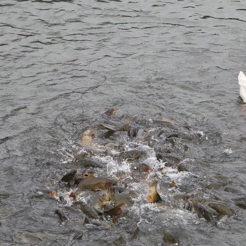 Photo #4548797